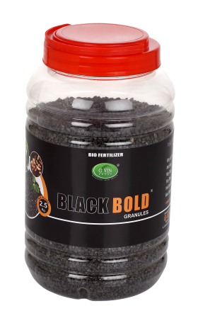 Black Bold