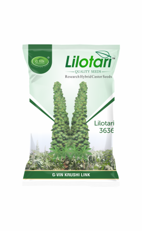 Lilotari 3636 (Research Hybrid Castor Seeds)