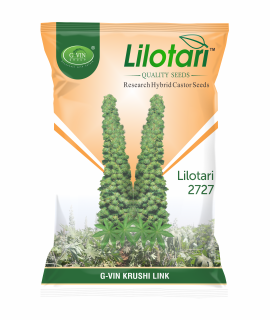 Lilotari - 2727 (Research Hybrid Castor Seeds)